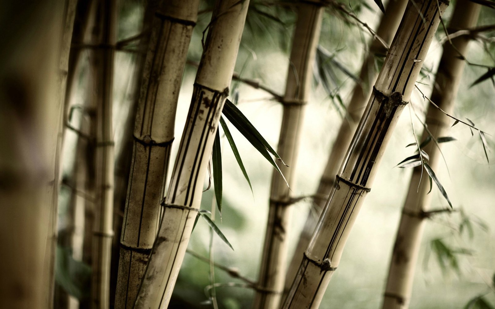 brown bamboo plant leaves nature plants trees Plant 2k