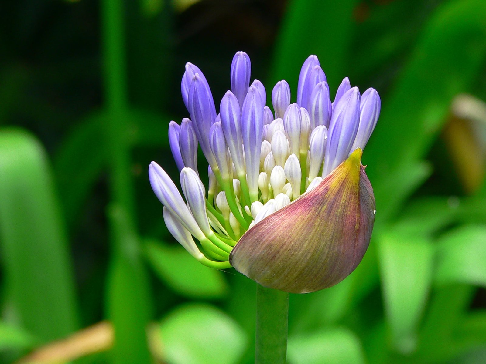 focus photography of purple and white flower buds Agapanthus 2k