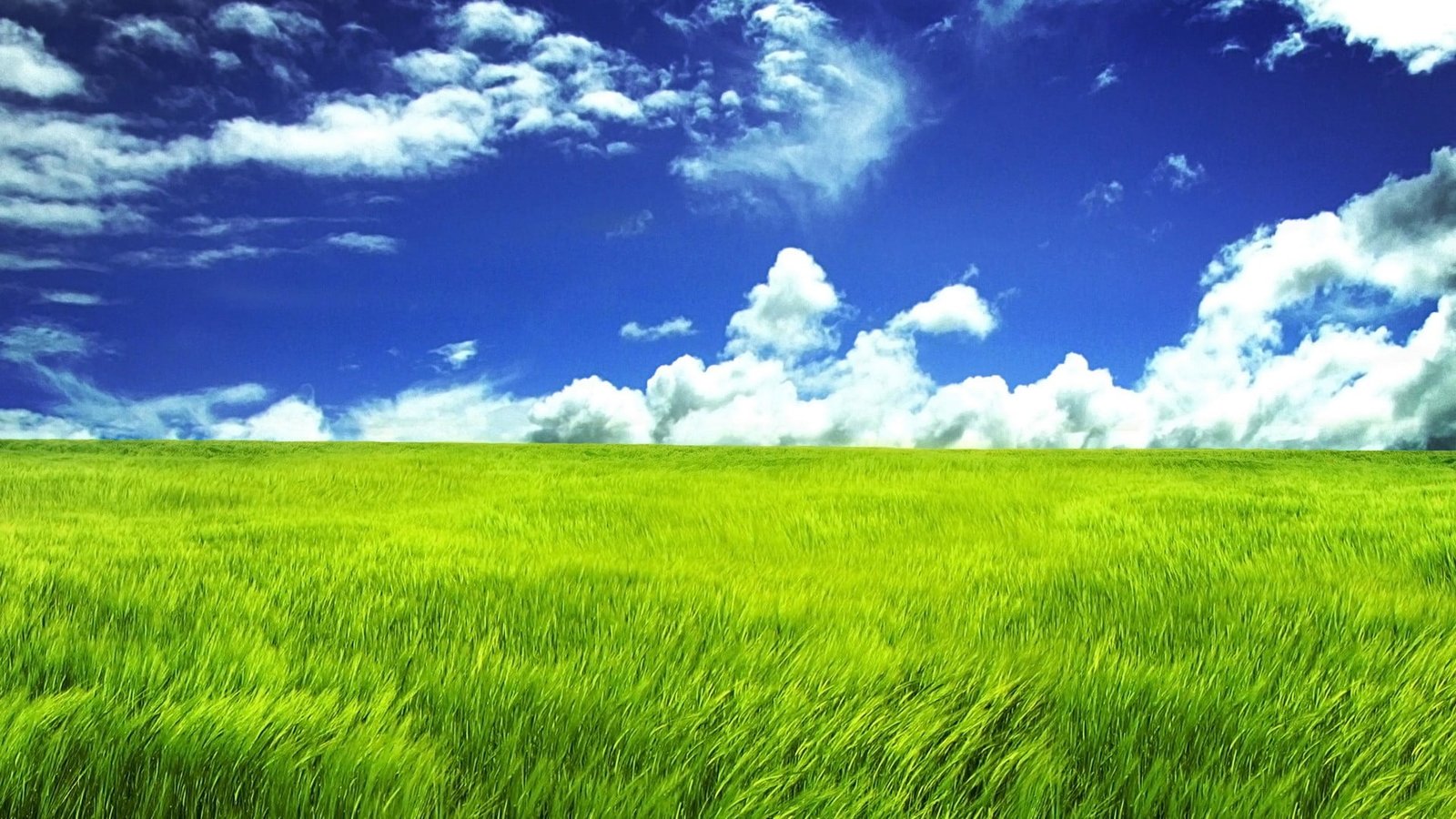 green grass and white clouds nature field wheat cloud sky 2k