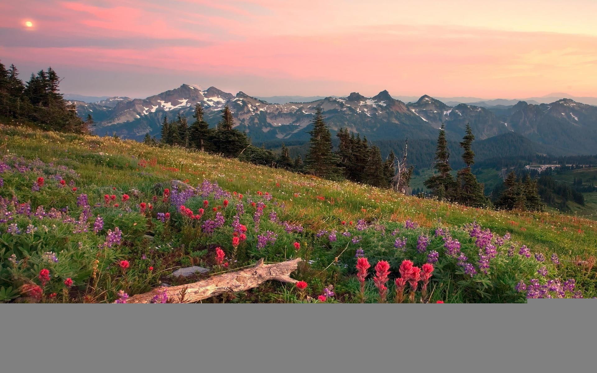 Nature Landscapes Fields Meadow Flowers Trees Mountains Sky Skies Clouds Wood Desktop Background Images 2k