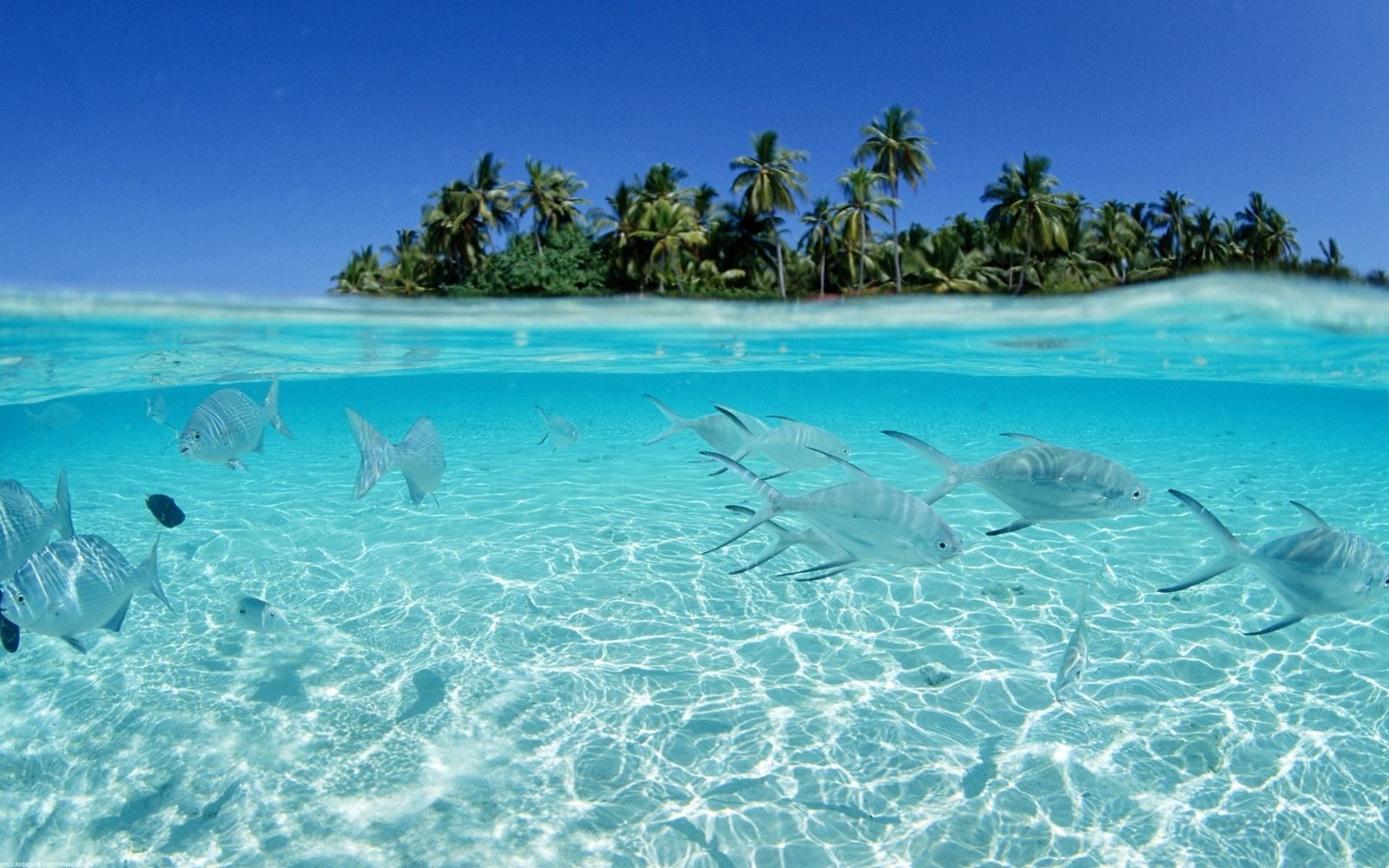 ocean beach fish seascapes Animals Fish HD Art 2k