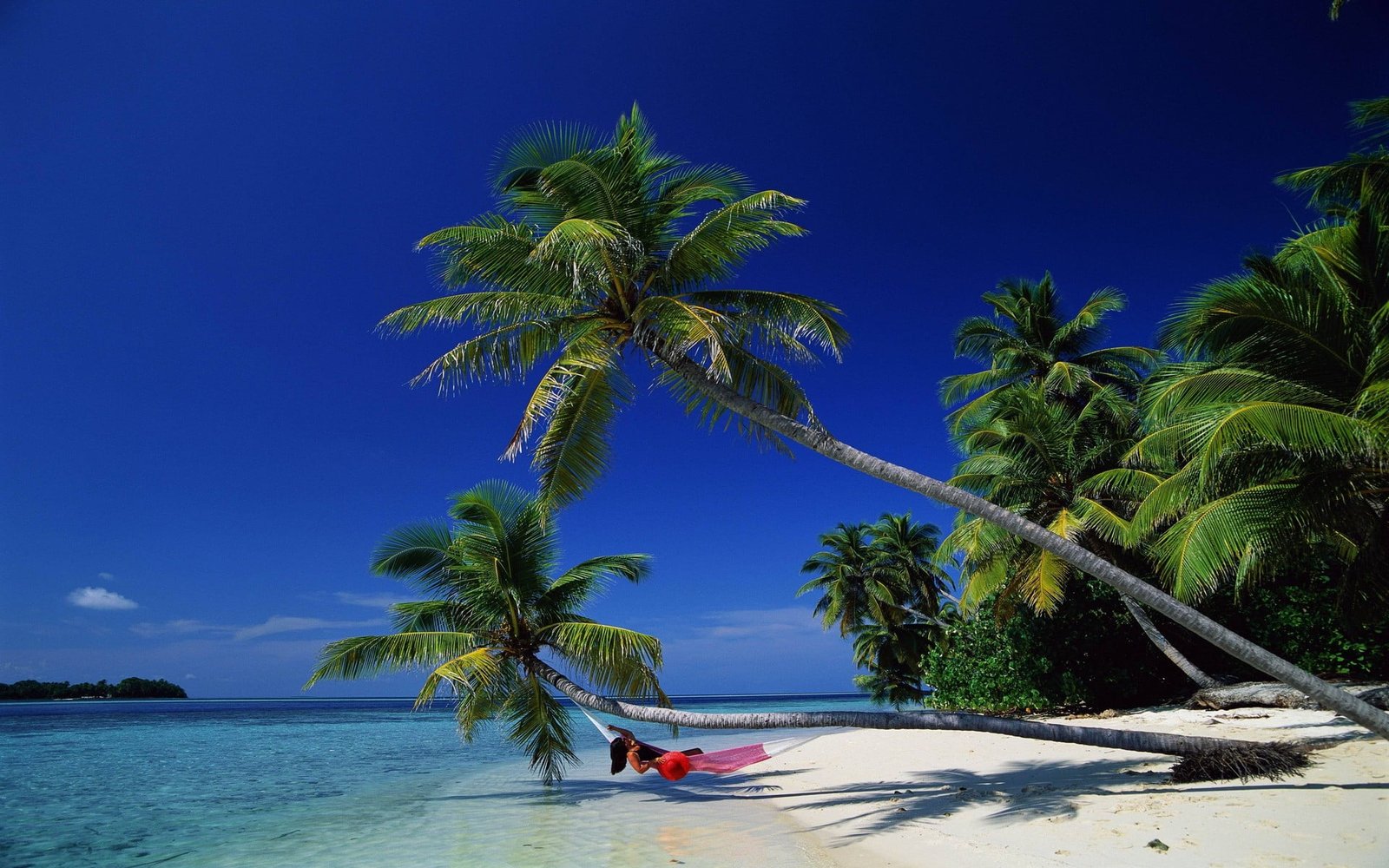 red hammock nature tropical beach palm trees climate 2k