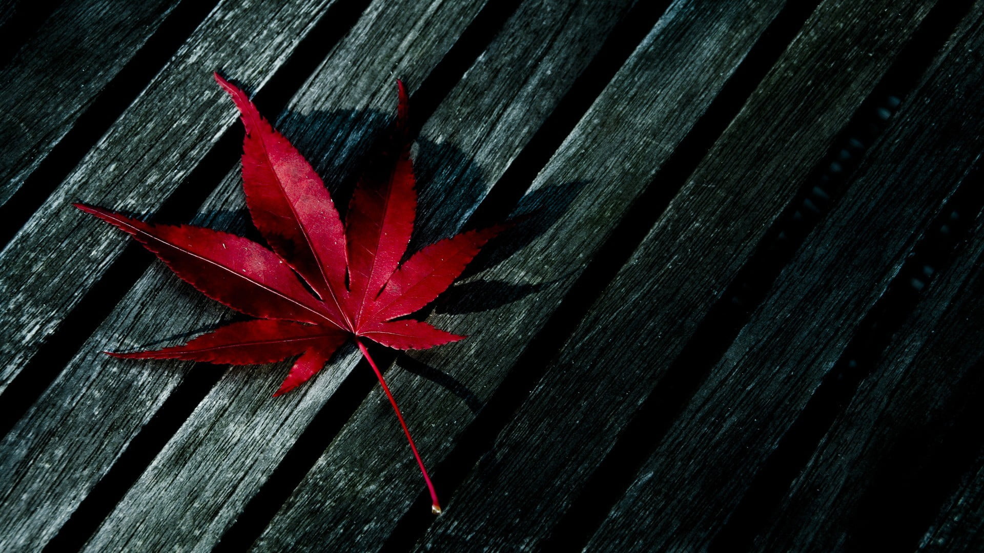 red maple leaf on black wooden surface fall 2k