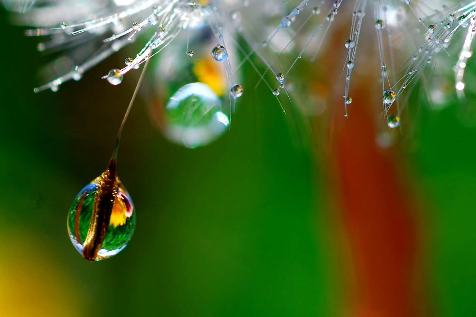 selective focus photography of water drop let angle waterdrop 2k 4k
