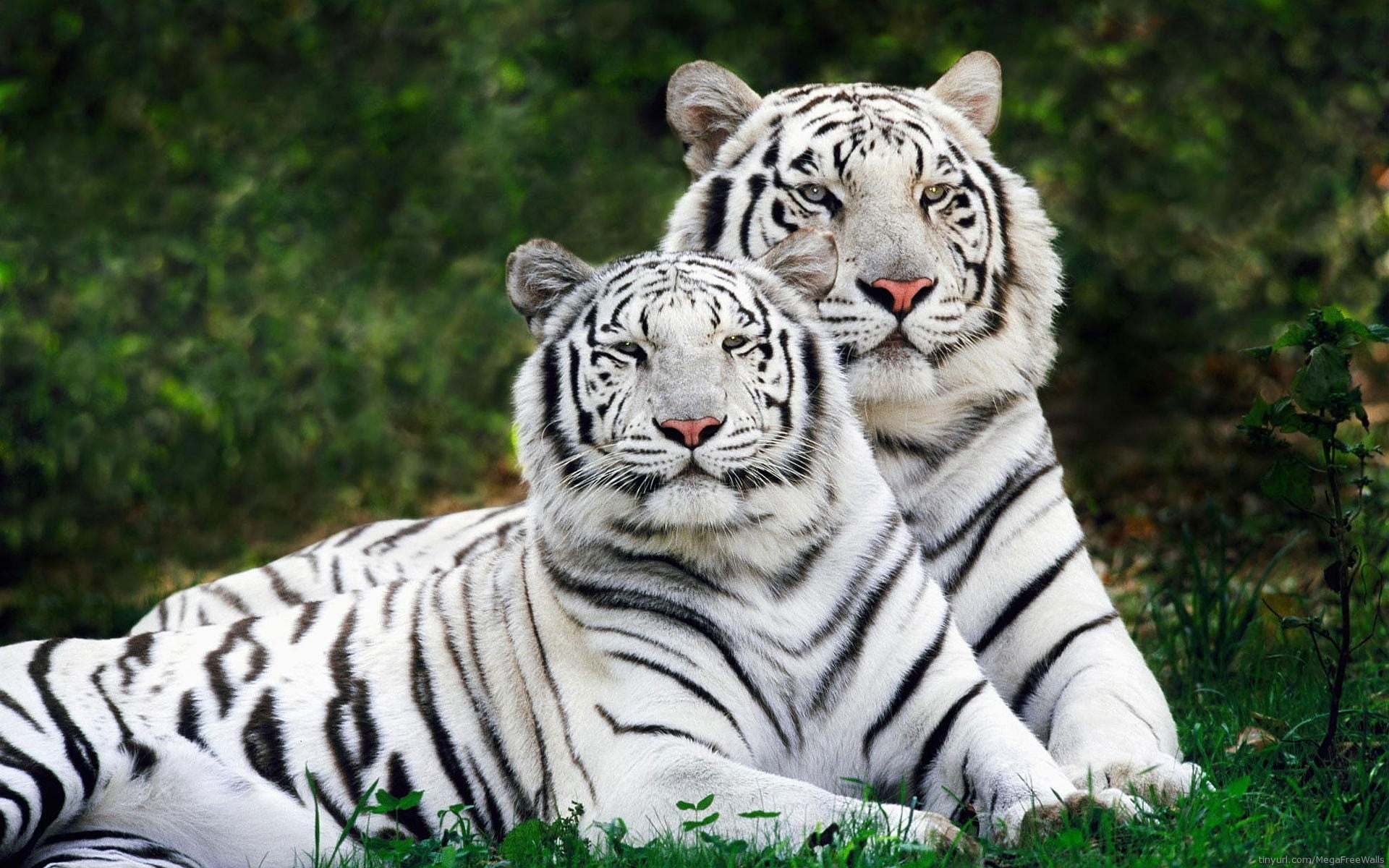 white and black tiger plush toy animals tigers nature 2k