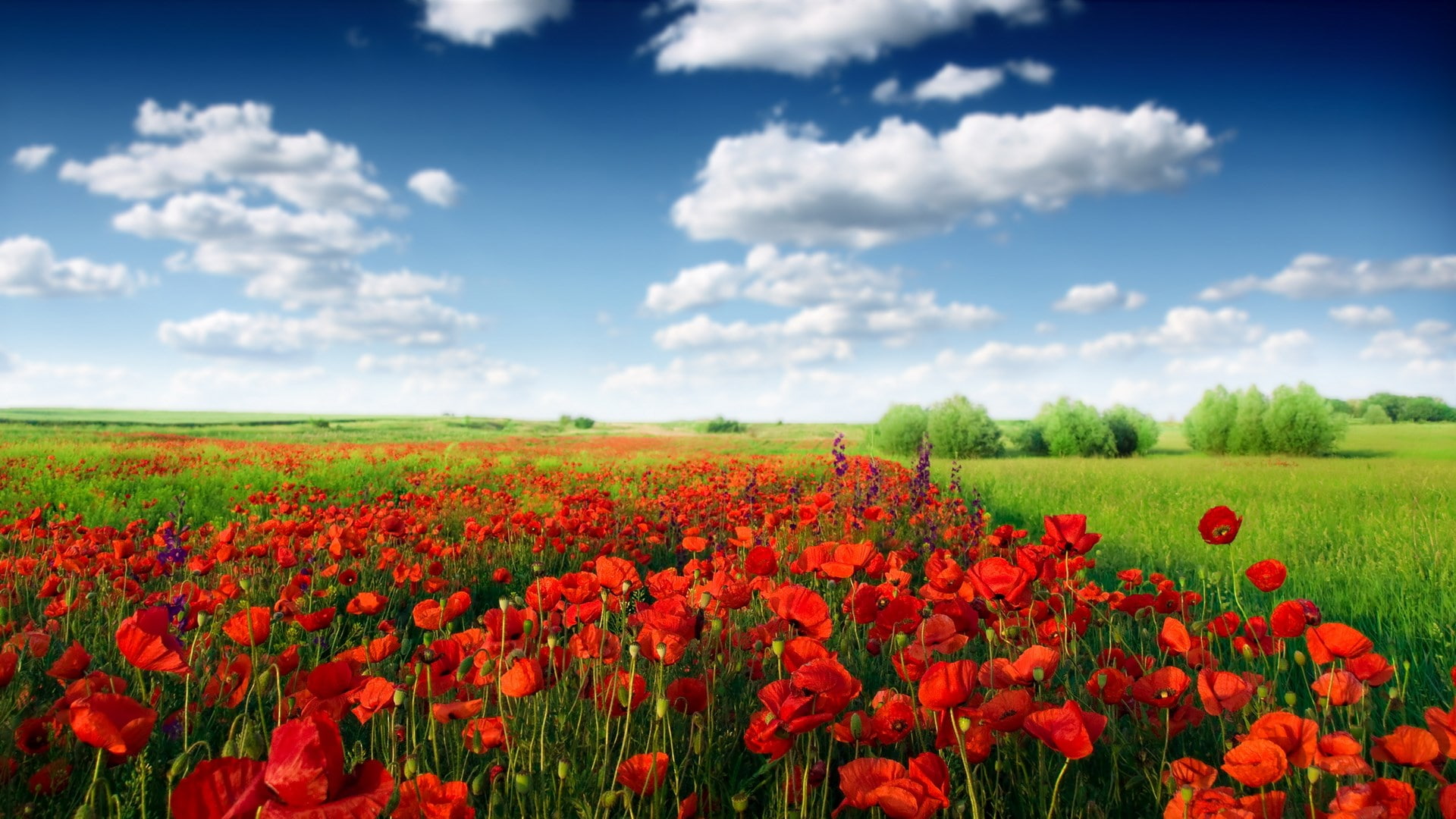 widescreen nature high resolution flower beauty in 2k