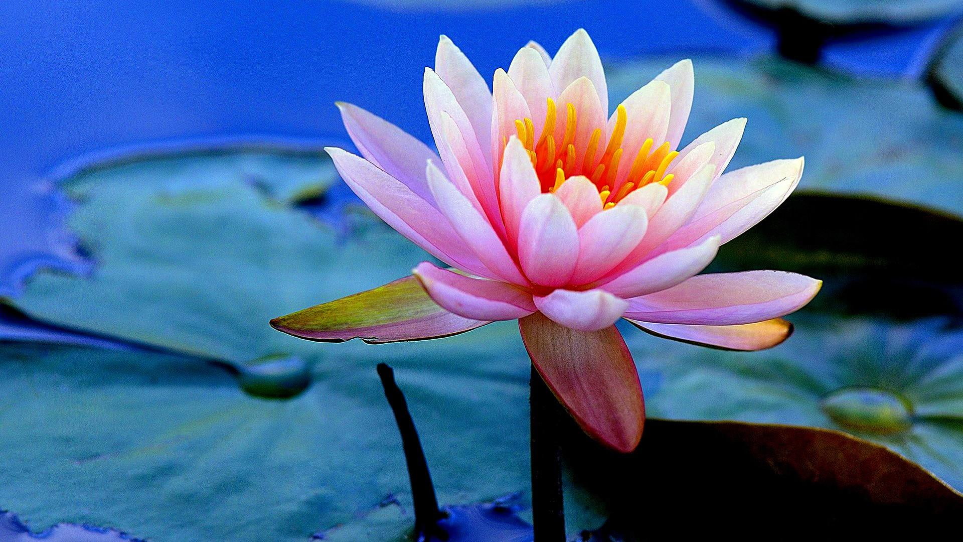 lotus amazing beautiful flower flora plant nature pink 2k
