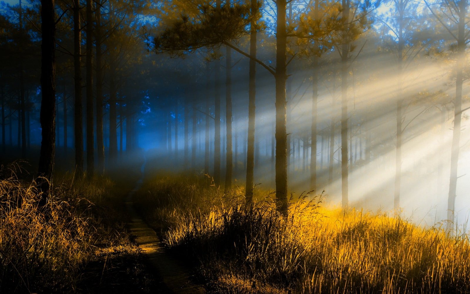 bare trees nature landscape sun rays forest path sunlight 2k