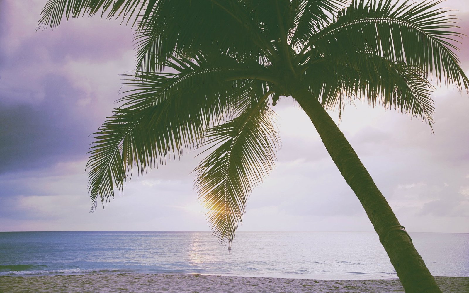 beach water palm tree tropical climate sky sea beauty in nature 2k