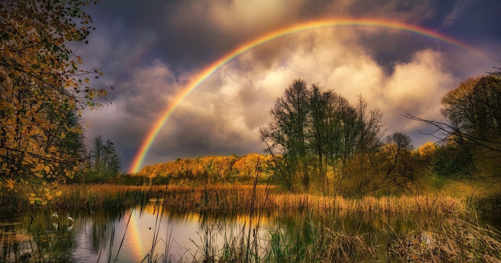 Earth Rainbow Nature Swamp 2k
