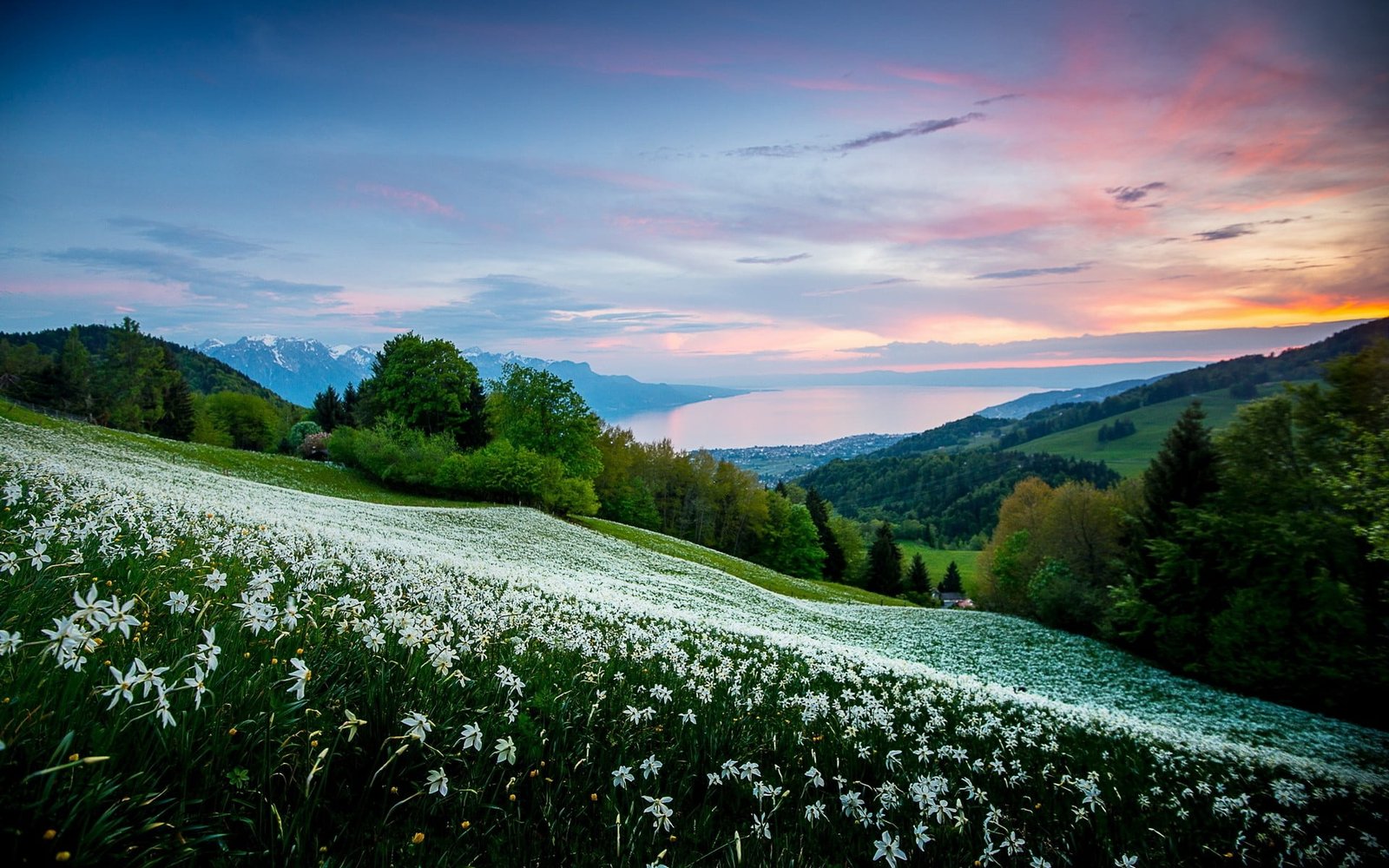 field of white petaled flowers nature landscape trees 2k
