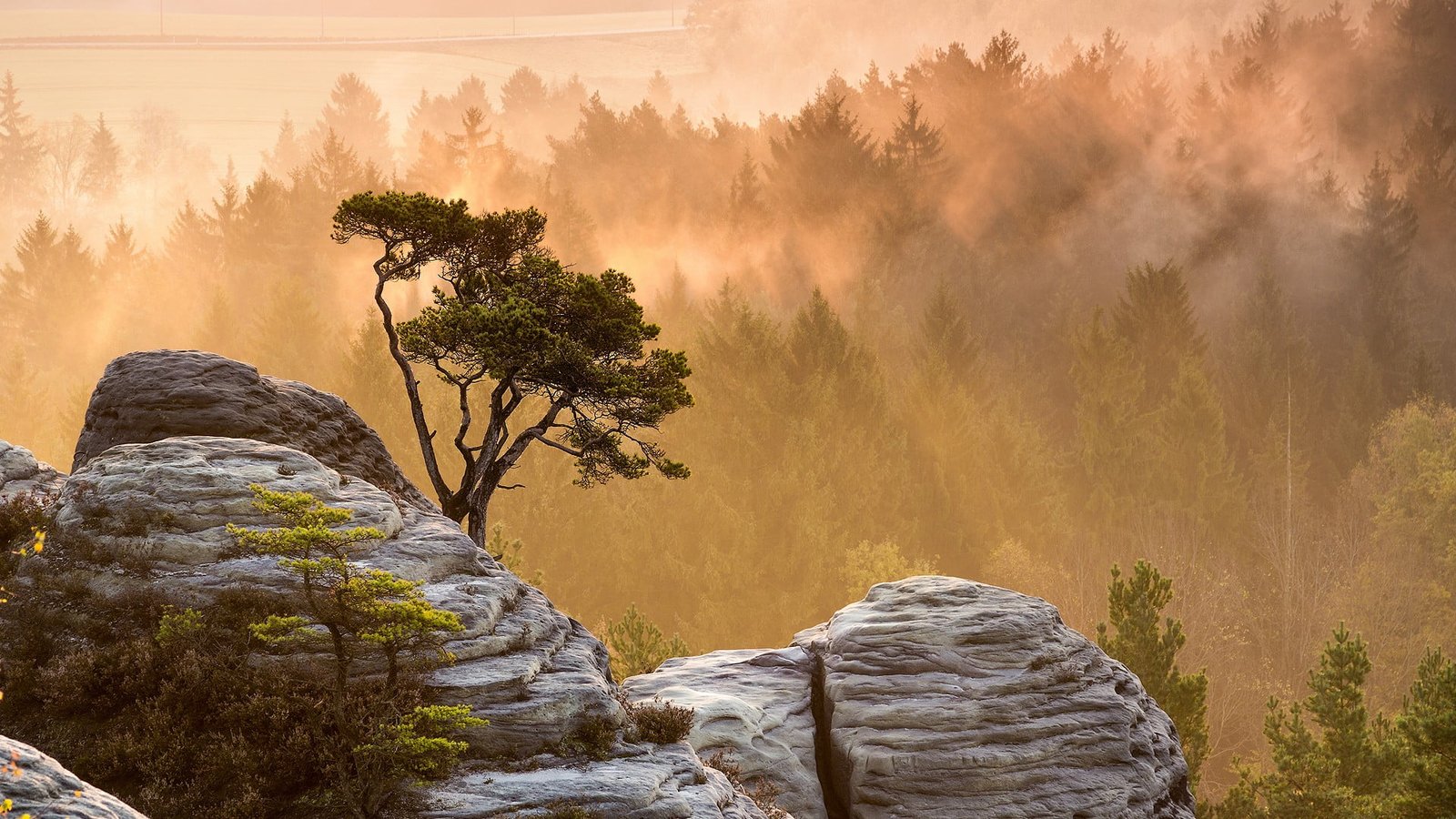 gray rock cliff nature landscape mountains trees mist forest 2k