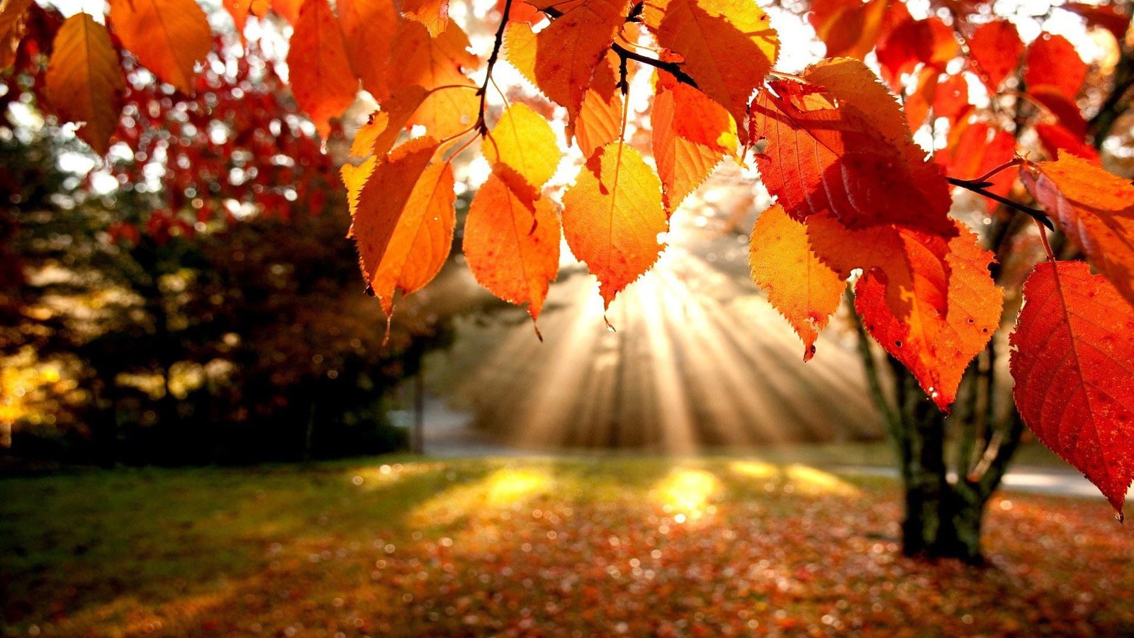 maple nature autumn orange november leaves fall leaf 2k