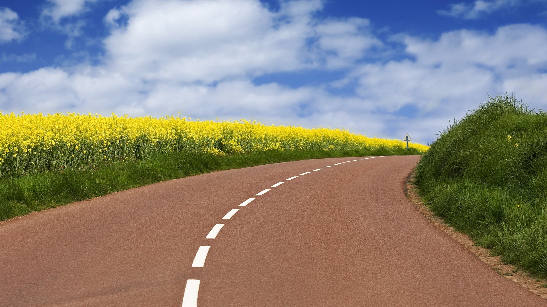 pc hd p nature plant road the way forward 2k