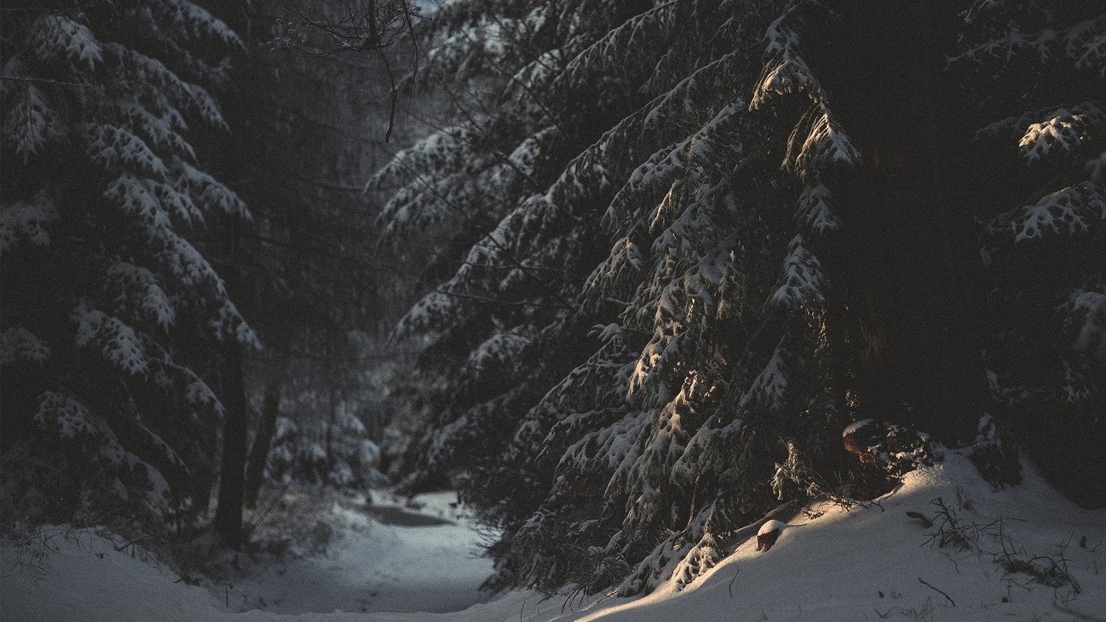 pinetrees wallpaper snow forest nature winter cold temperature 2k