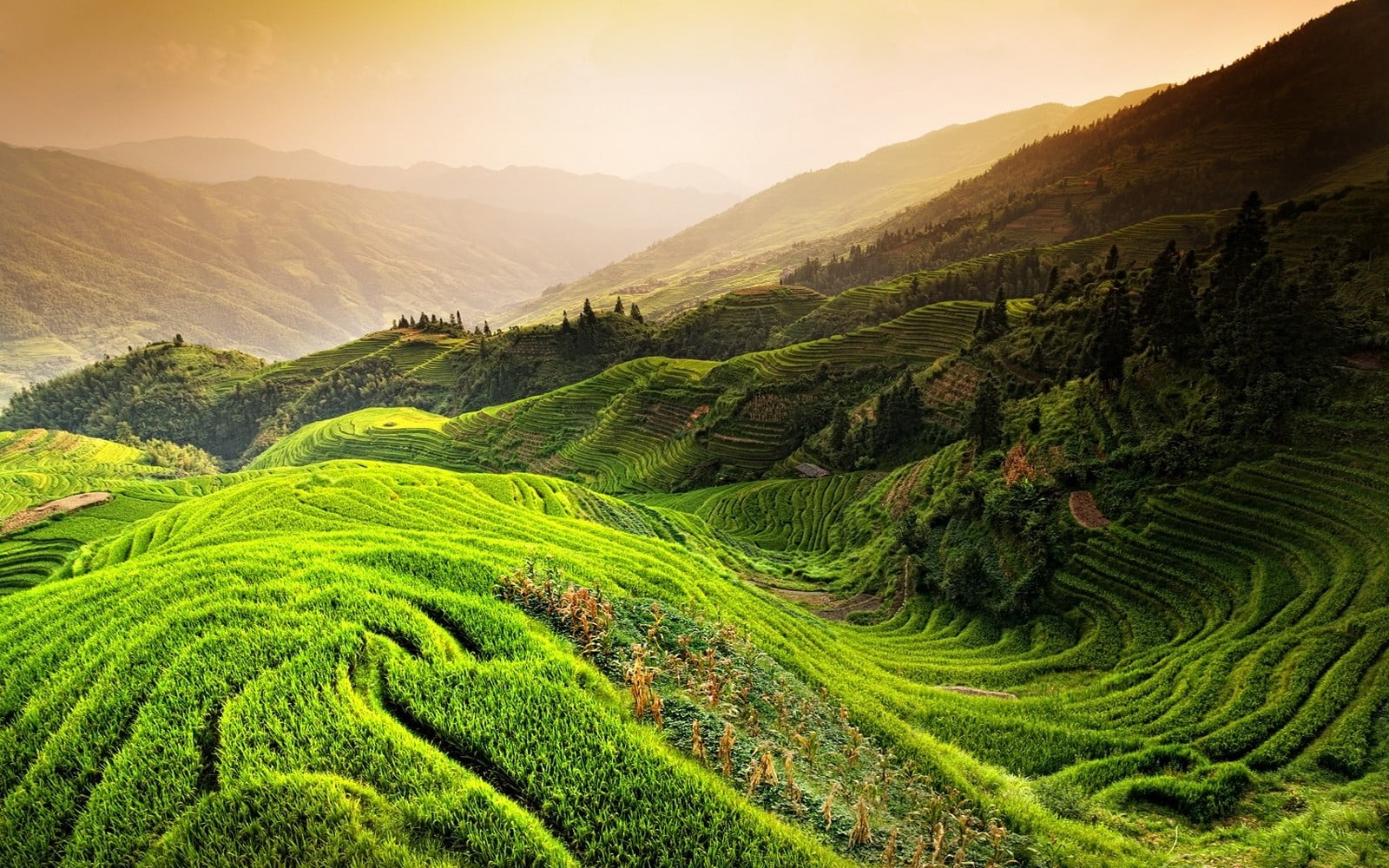 rice terraces field nature landscape paddy China mountains 2k