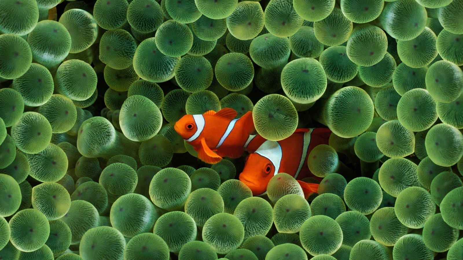 two clown fishes sea anemones clownfish underwater coral 2k