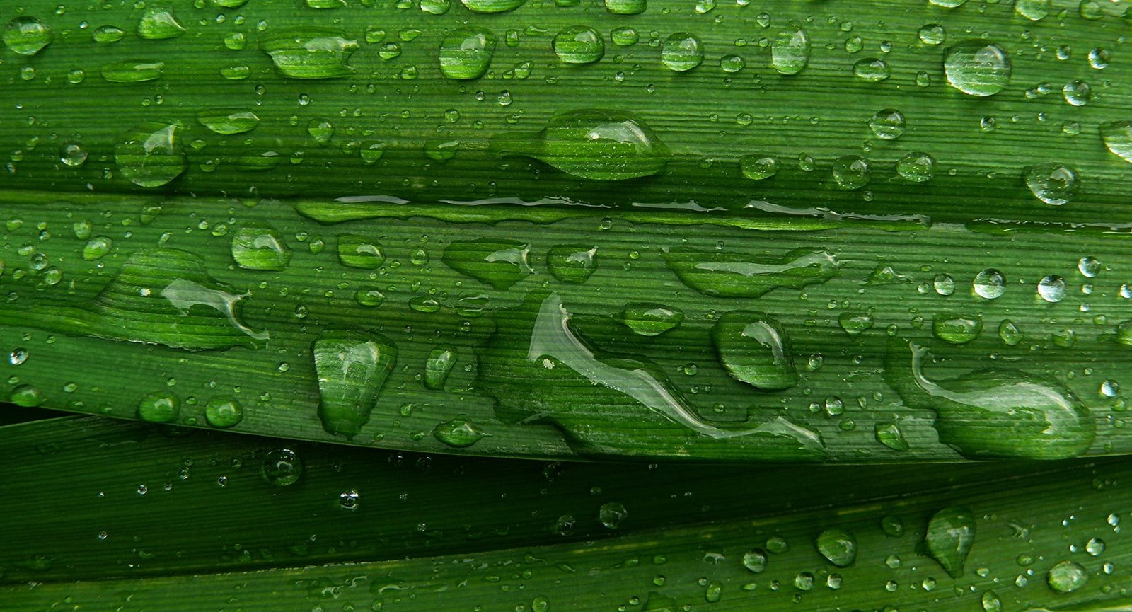 water droplets on green leaf Raindrops panasonic macro close up 2k
