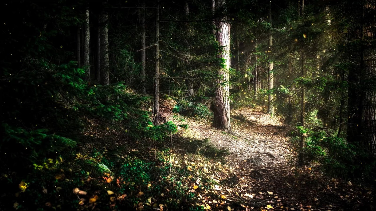 Wintersun The Forest Seasons nature 2k