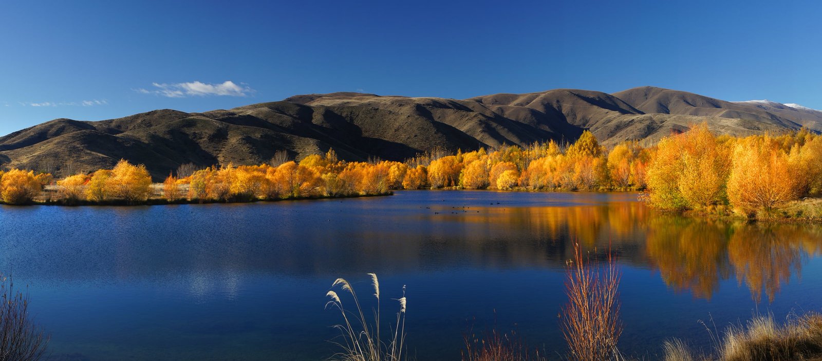 yellow trees near mountain body of water during daytime 2k