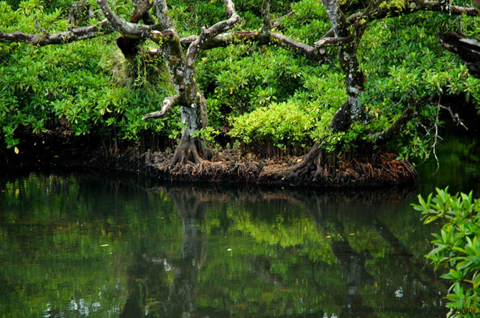 beach mangrove tree water 2k