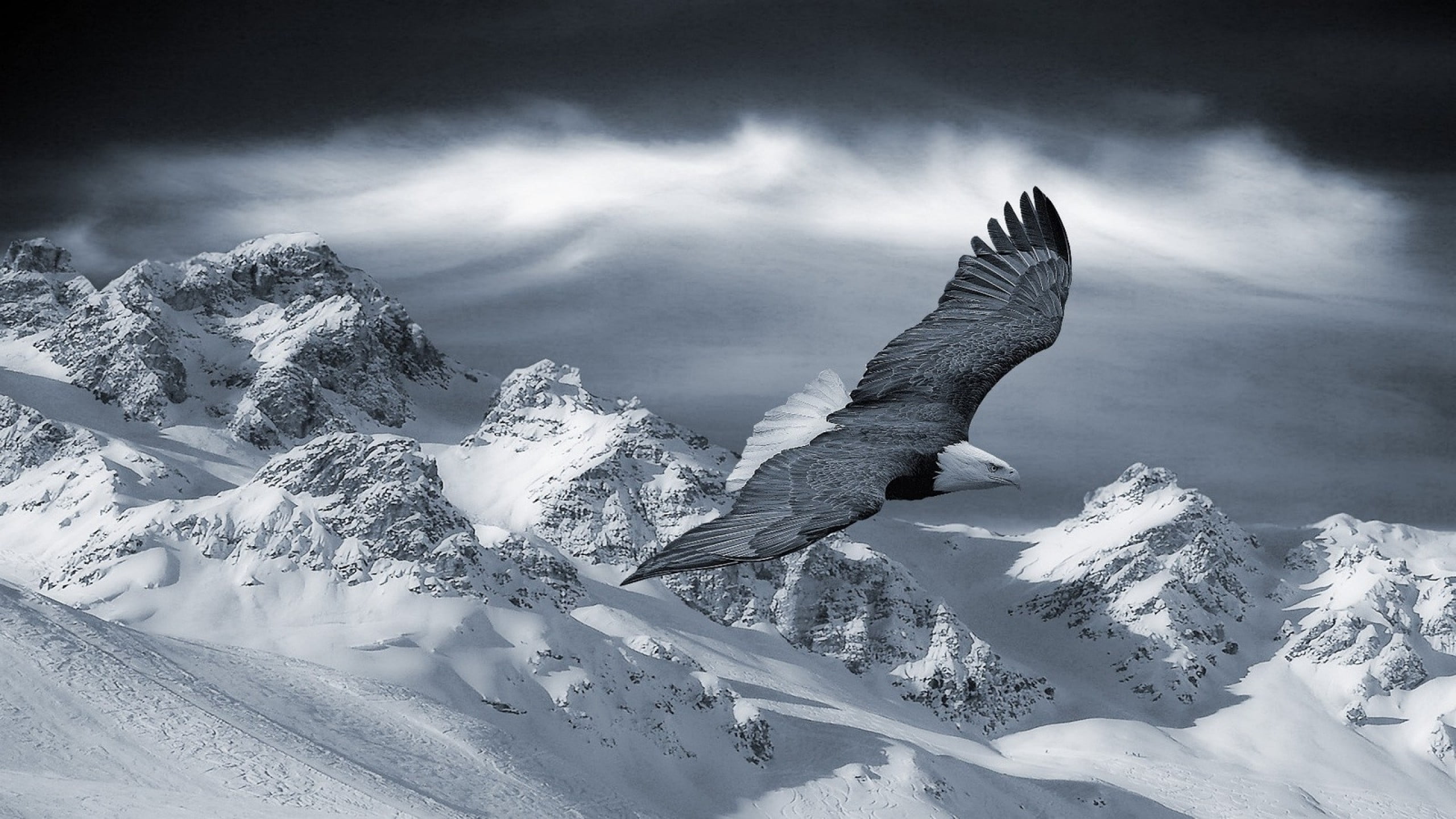 black and white bald eagle mountains snow animals nature 2k