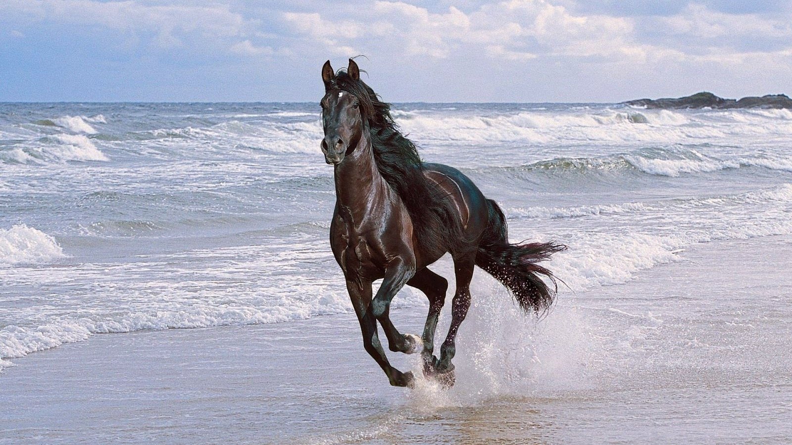 brown horse running spray beach jump animal outdoors nature 2k