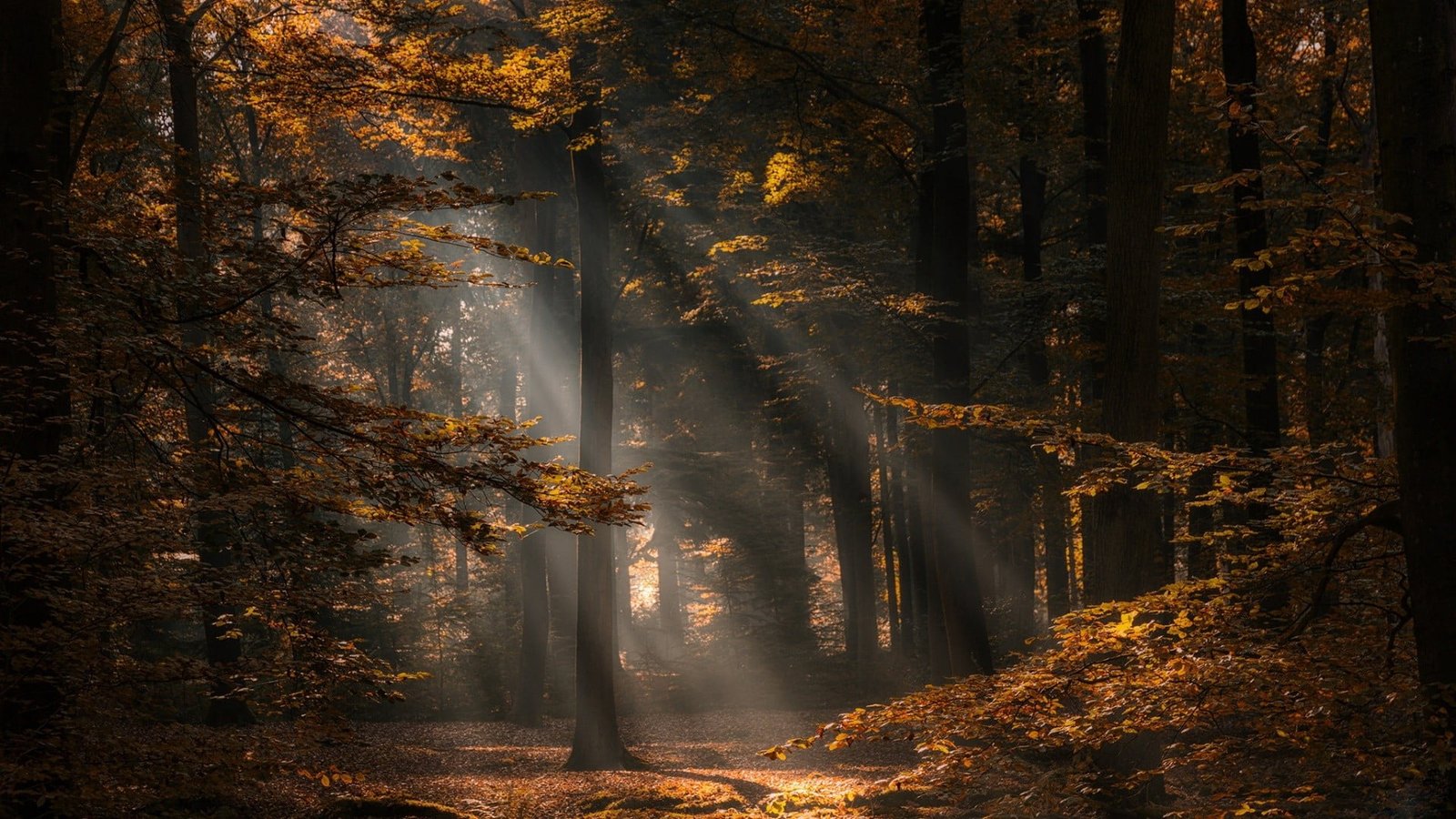 brown leafed trees Netherlands nature fall forest photography 2k