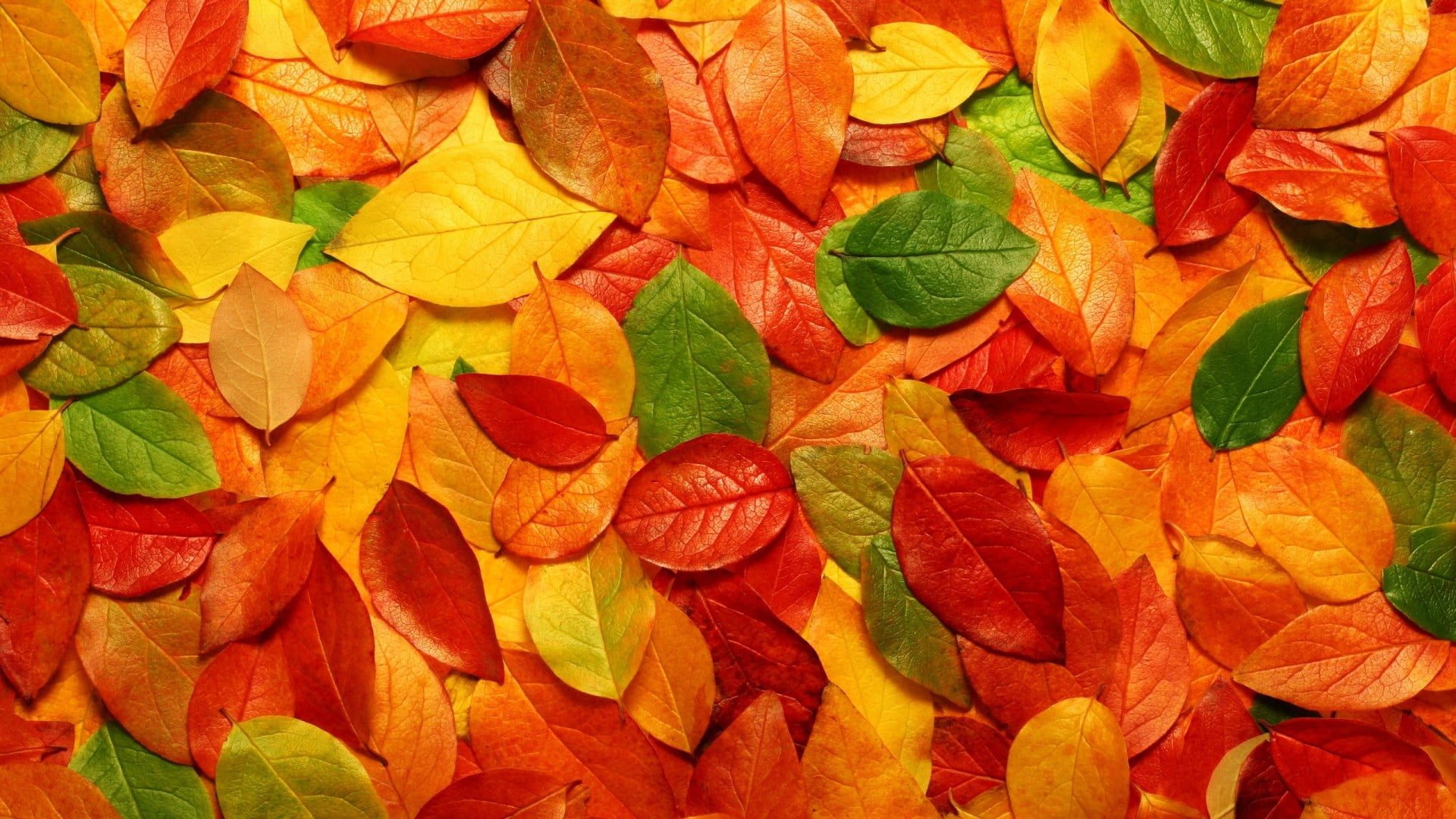 dried brown leaves orange red and green fall nature 2k
