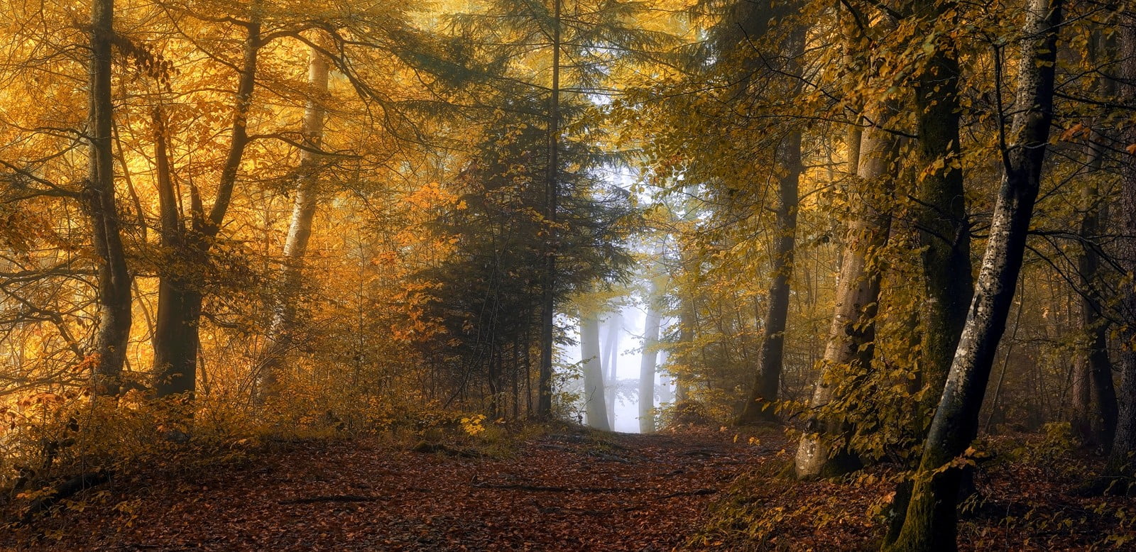 forest path nature landscape mist fall yellow leaves sunlight 2k