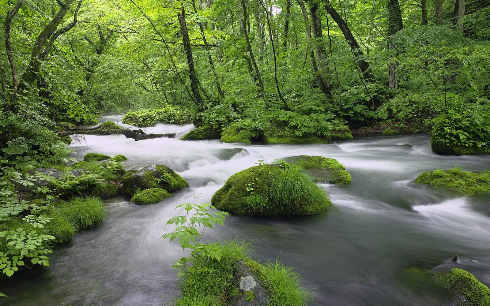 forest landscape leaves nature spring 2k