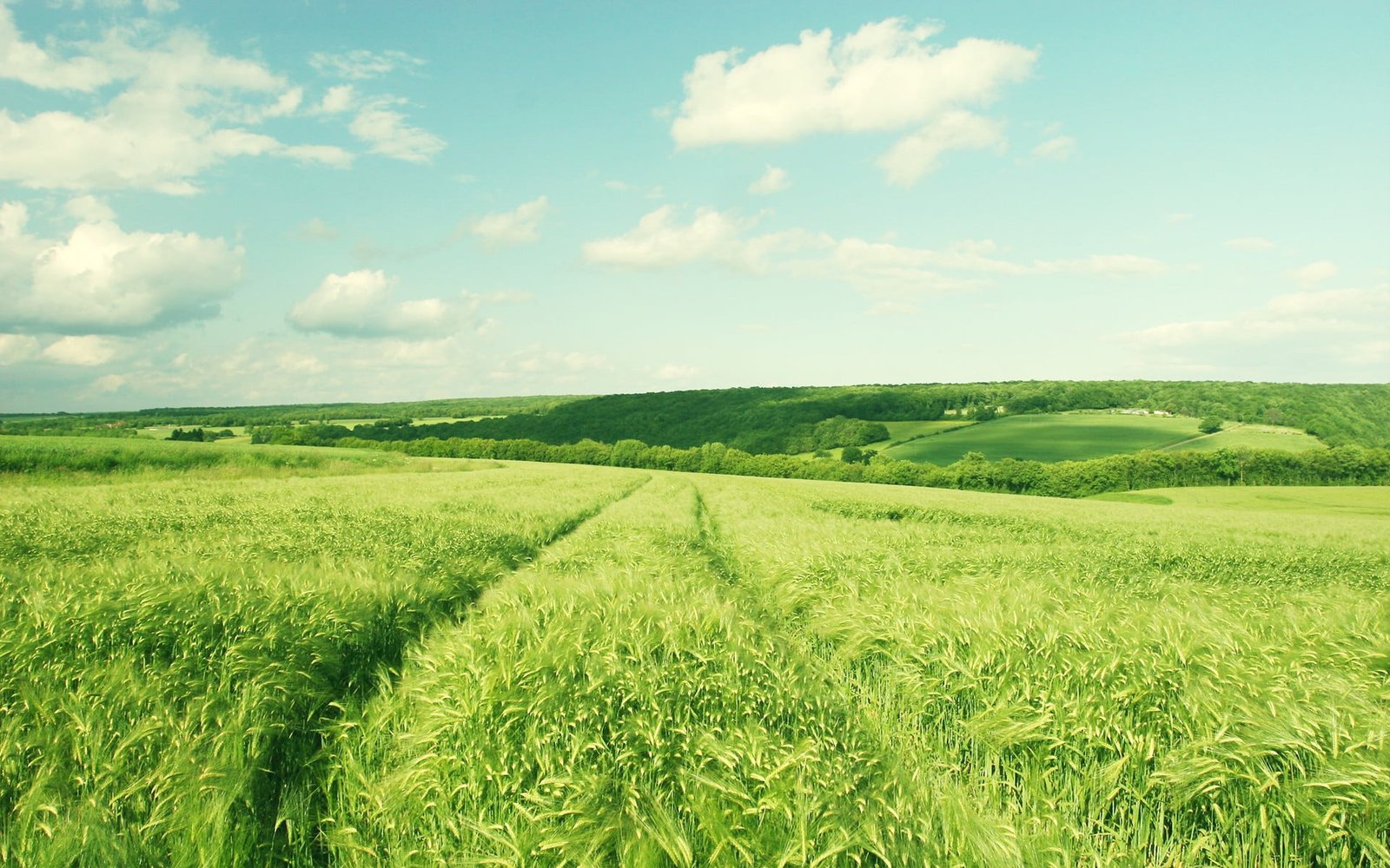green grass nature landscape field barley agriculture rural Scene 2k