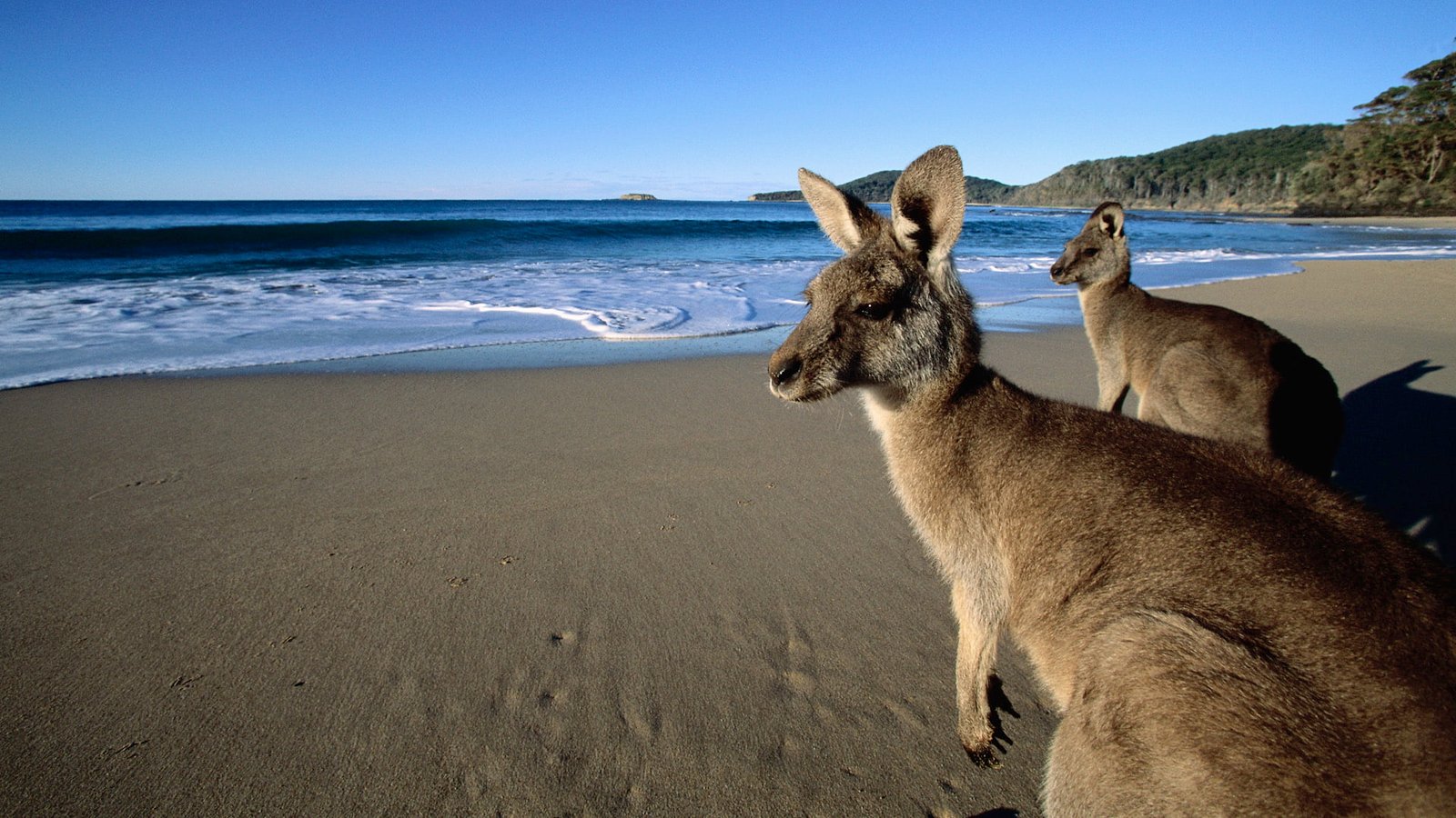 Kangaroos on Beach animals 2k
