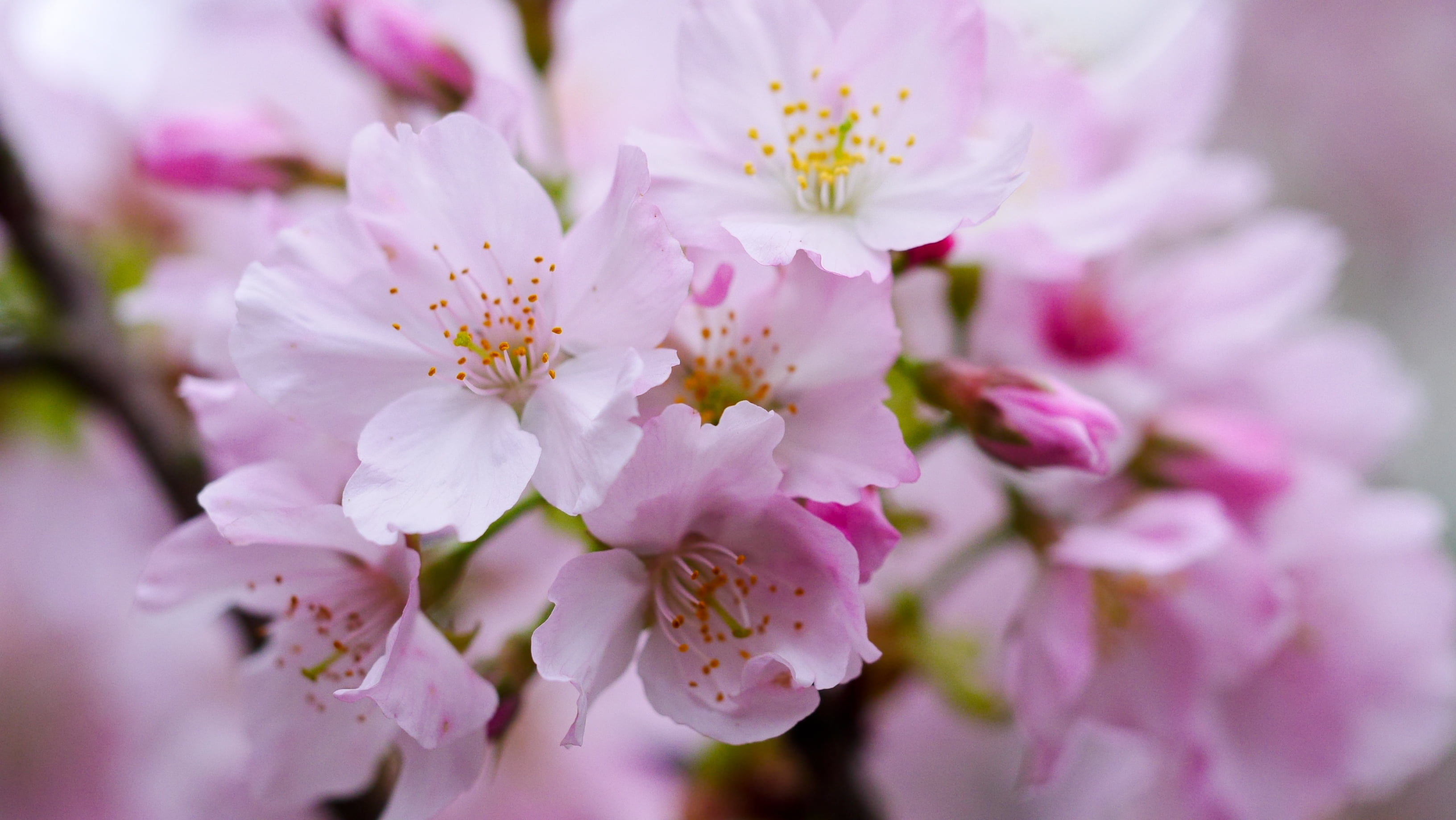 pink cherry blossom in closeup photography yoshino 2k