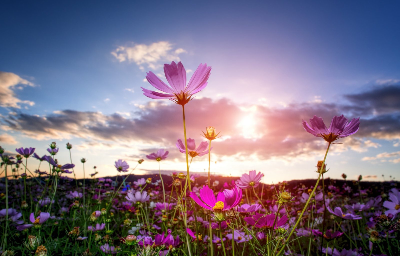 pink flowers under white clouds goodbye e cosmos fall 2k