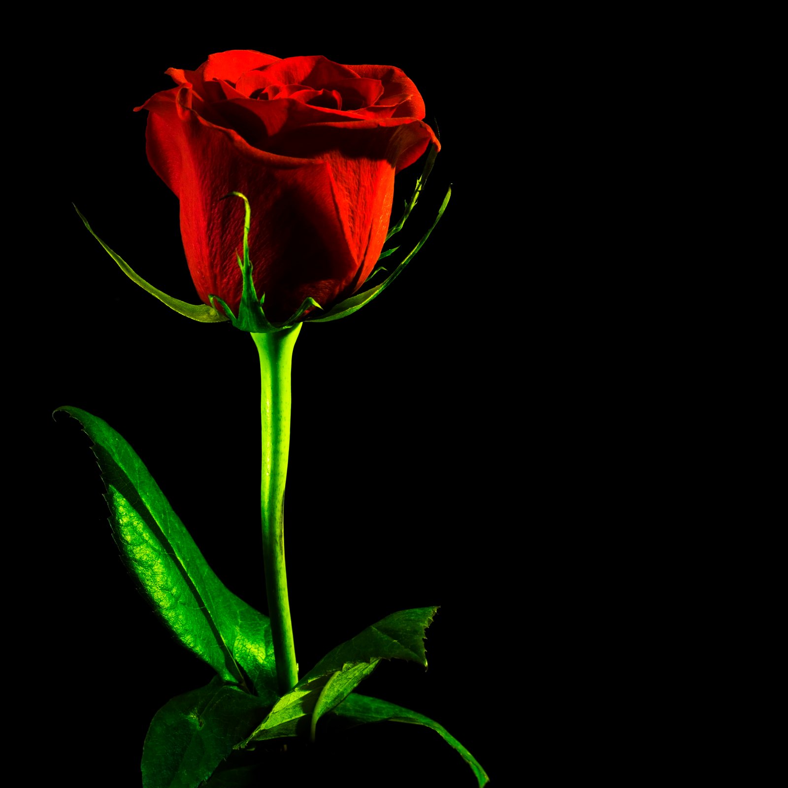 black rose red background closeup isolated nobody petal 2k 4k