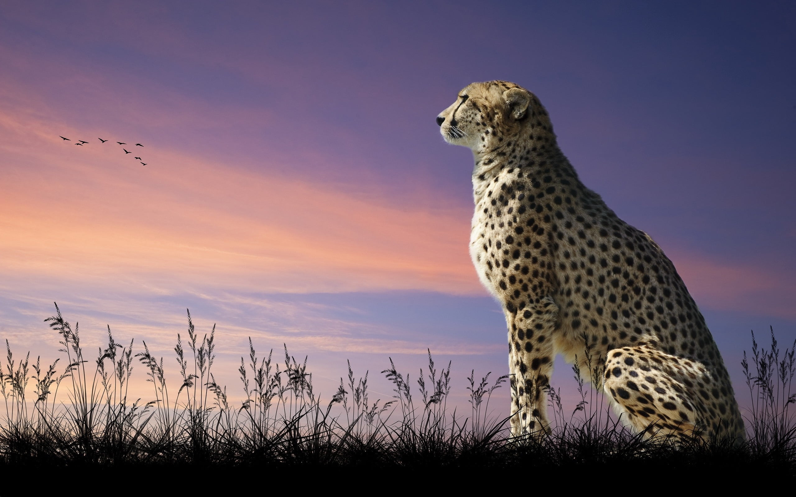 cheetah nature sit wildlife safari Animals animals In The Wild 2k