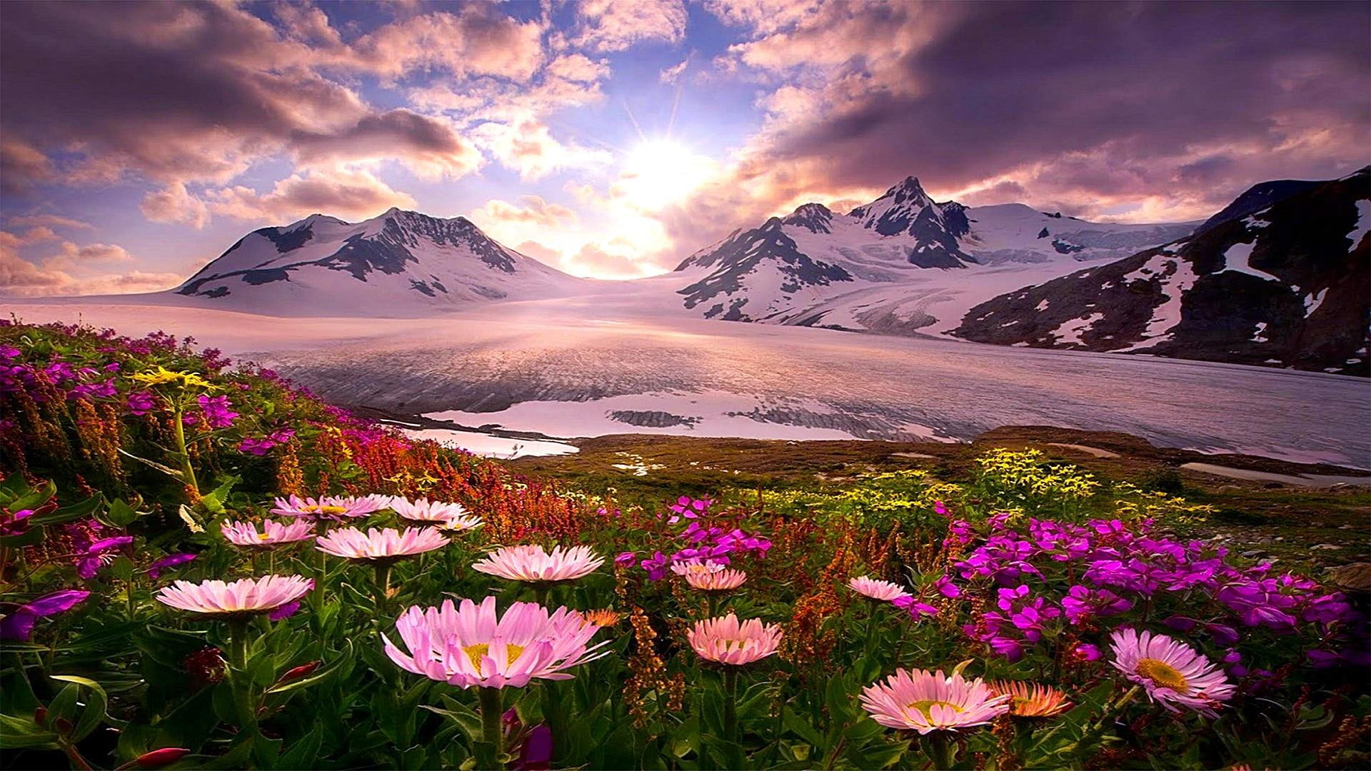 glacier flower sky wildflower mountain range 2k