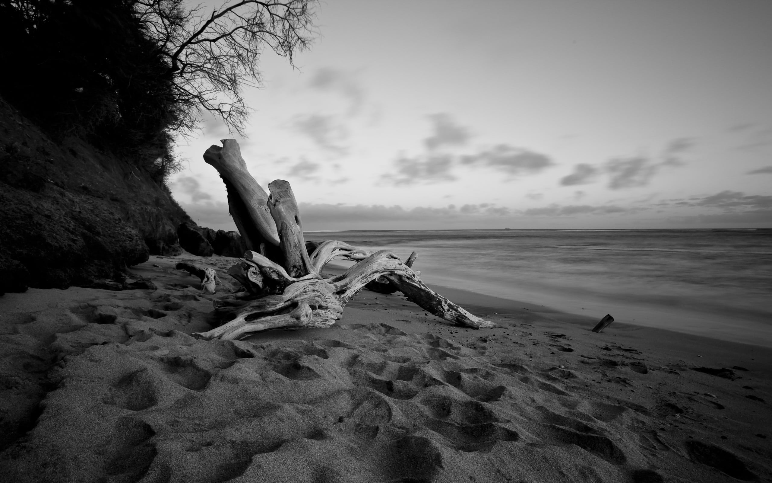gray driftwood monochrome beach sea sky sand water land 2k
