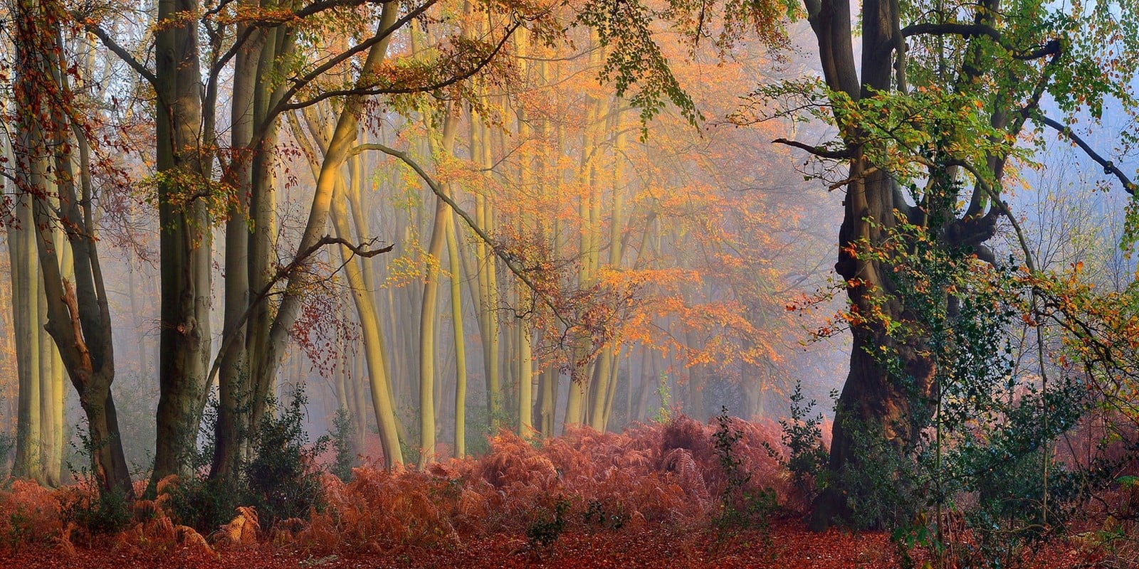 green leafed tree nature landscape fall mist forest colorful 2k