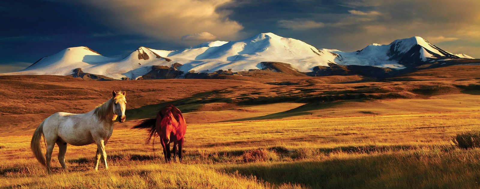 Mongolia t ken horse mountains mammal animal cloud sky 2k