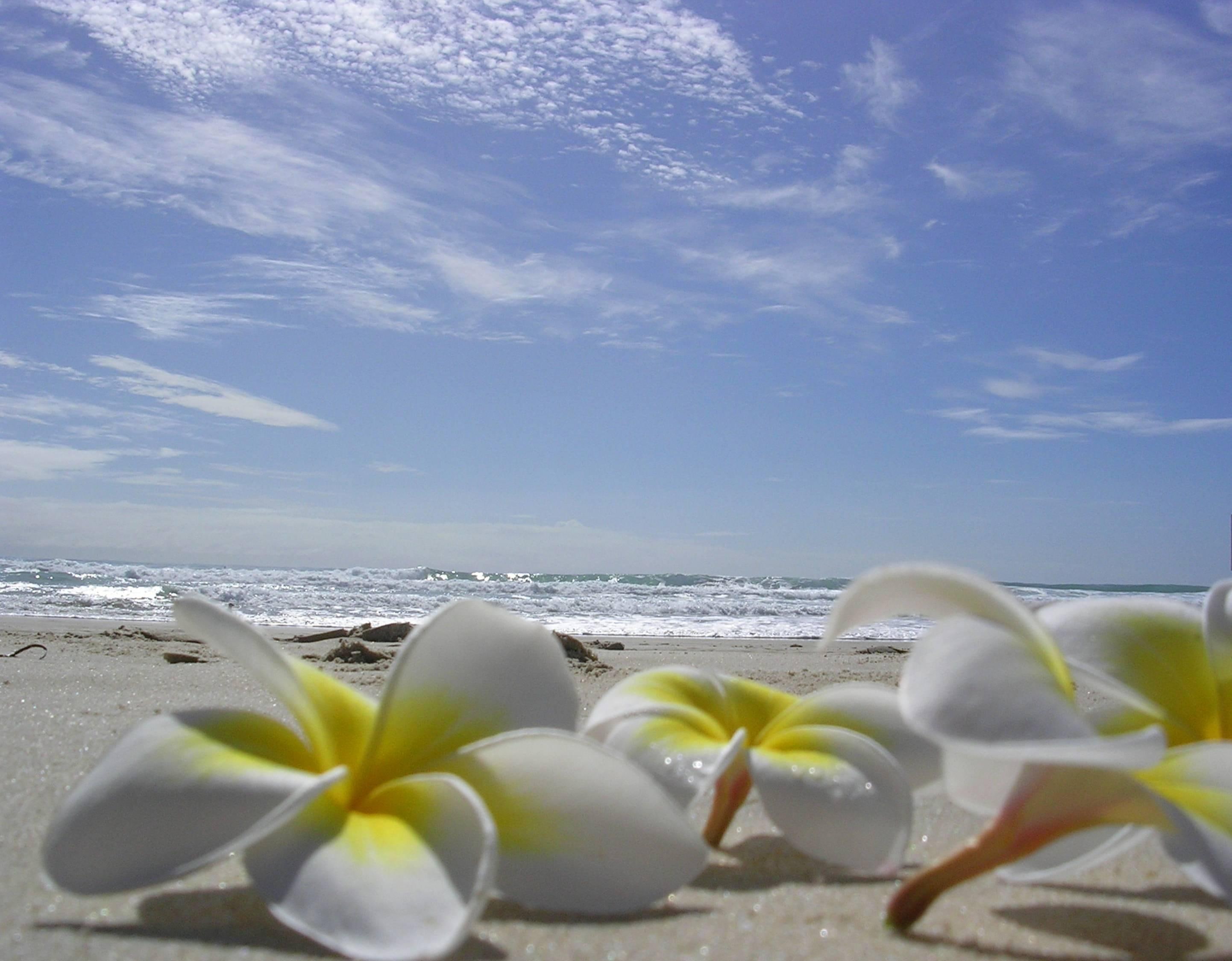 Plumeria laying on a Beach flowers hawaiian lying sand ocean 2k