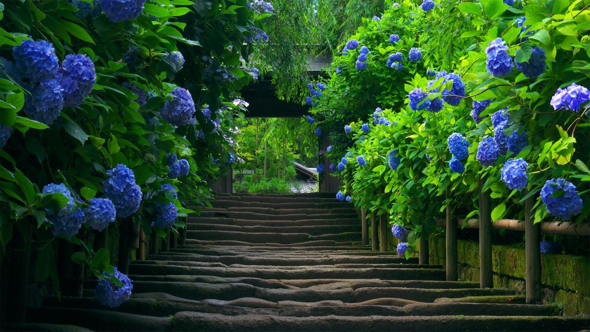 purple petaled flowers and concrete staircase hydrangea leaves 2k