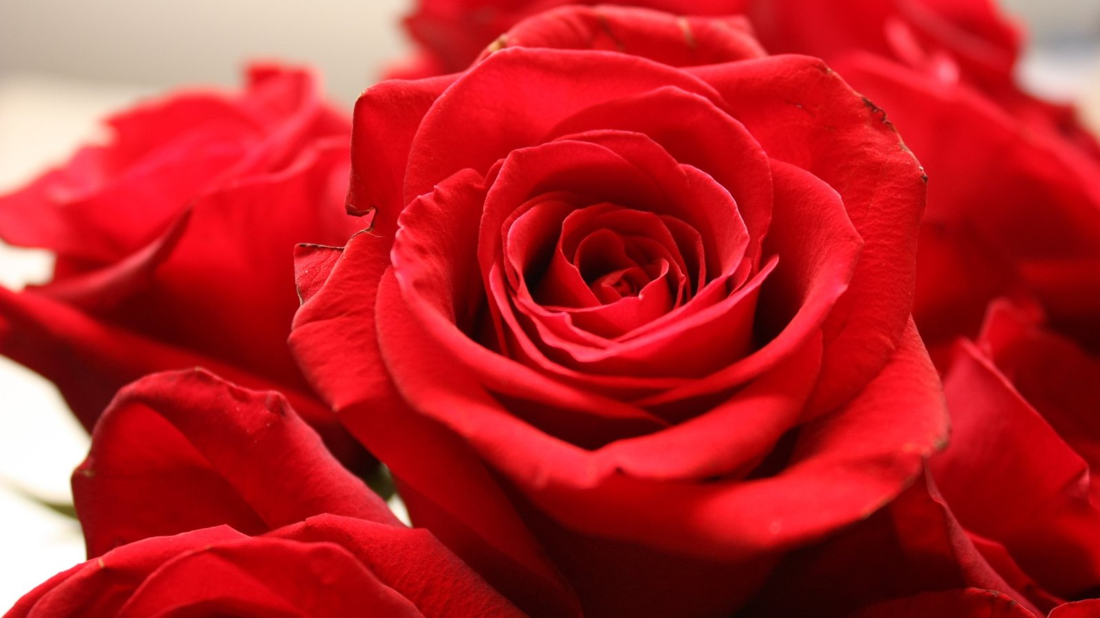 red roses flowers nature flowering plant rose flower 2k 4k