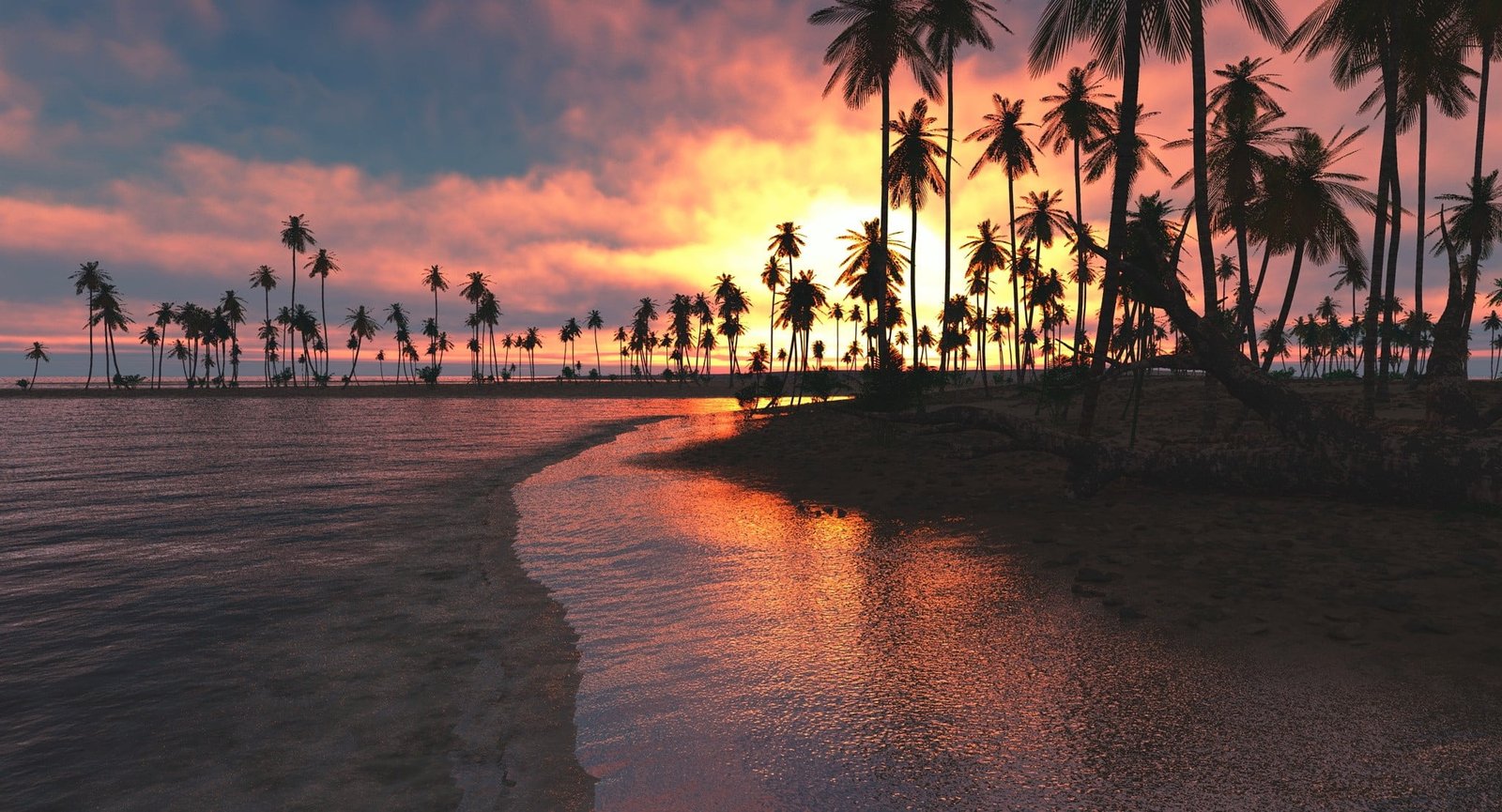 silhouette of coconut palm trees nature landscape tropical 2k