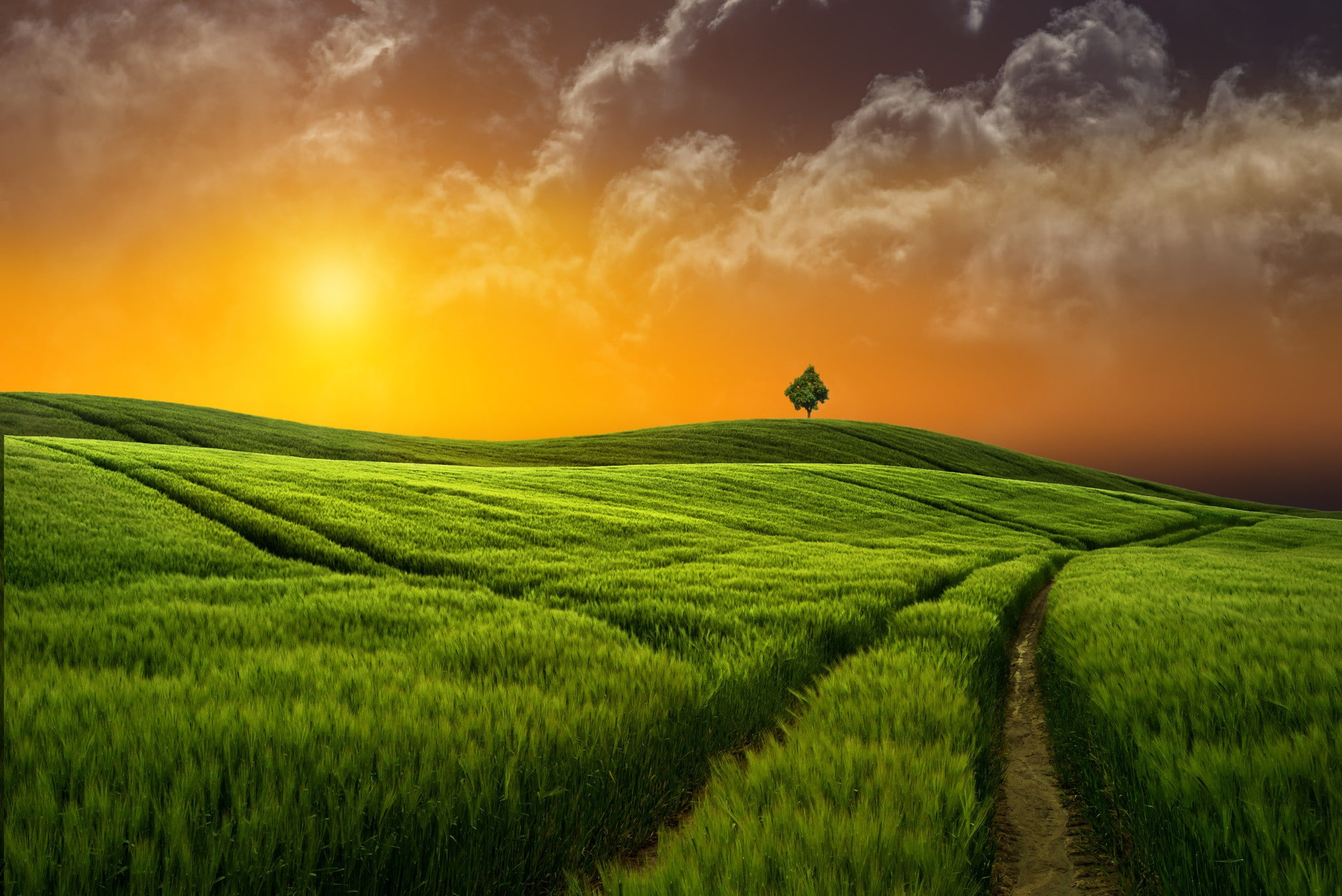 Sunset grass field grassland Nature 2k