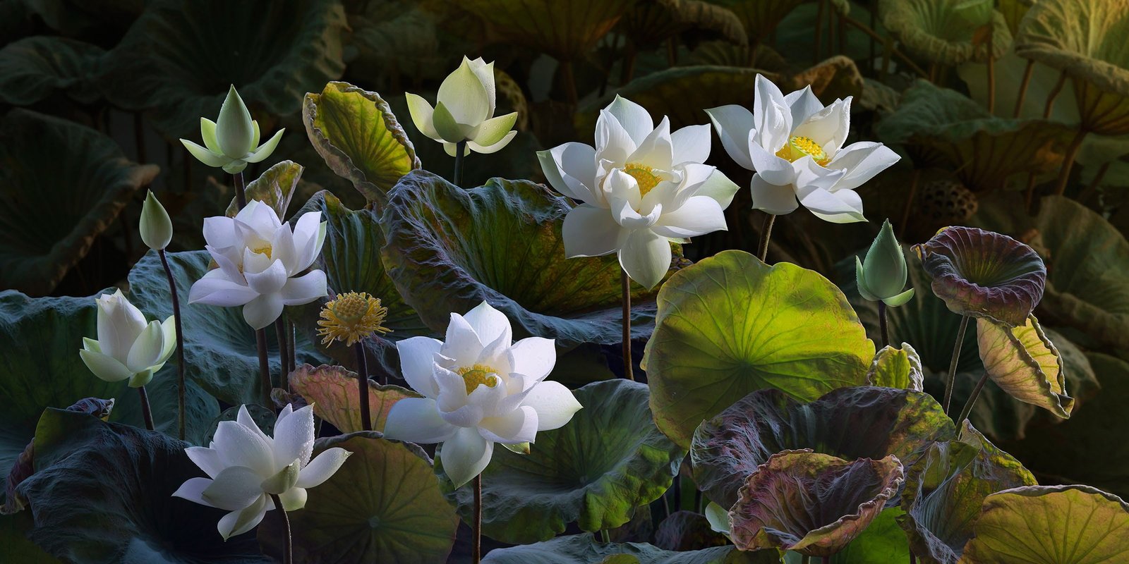 white and yellow petaled flowers leaves nature treatment art 2k