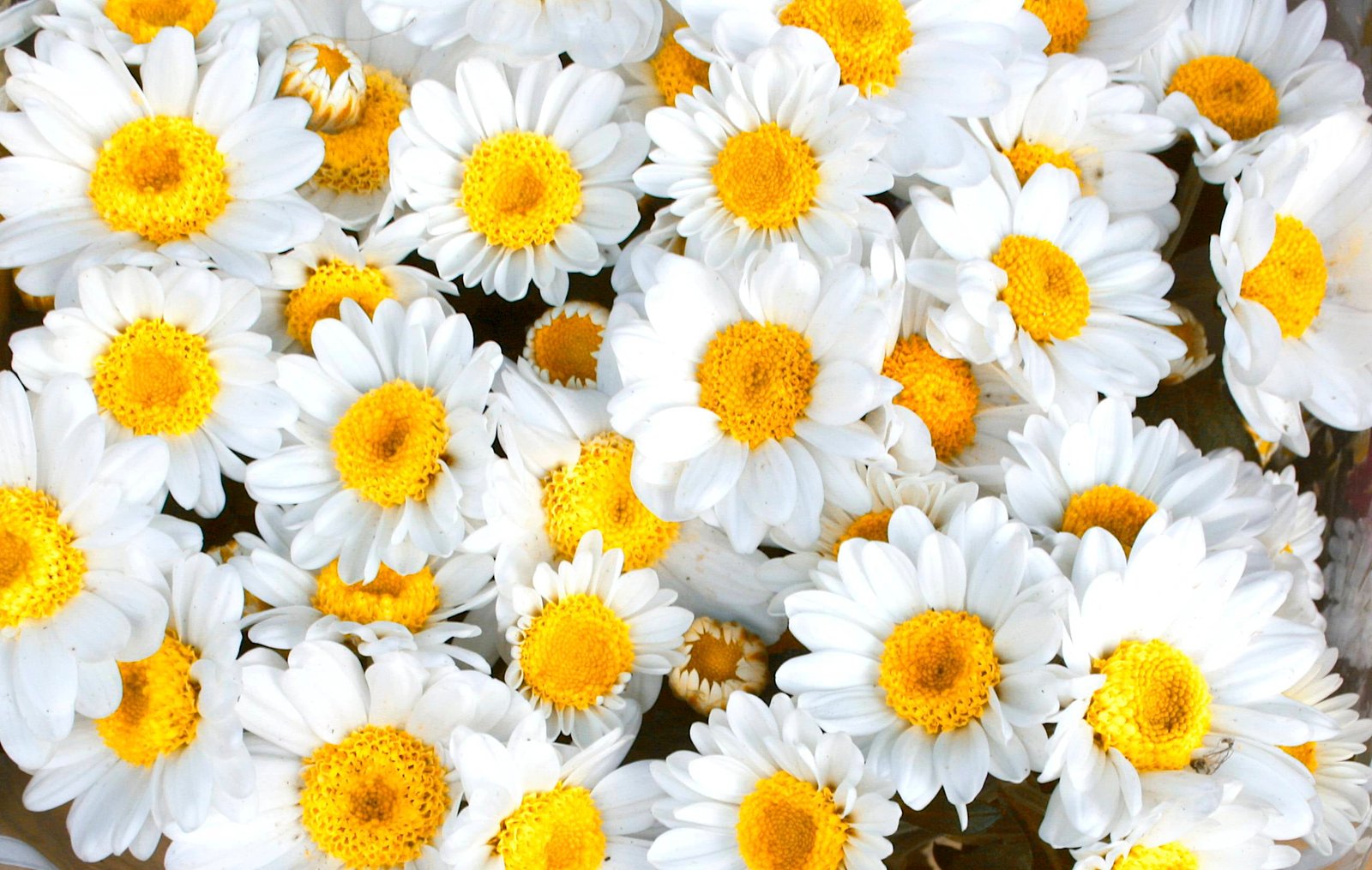 white petaled flowers daisy nature yellow plant close up 2k