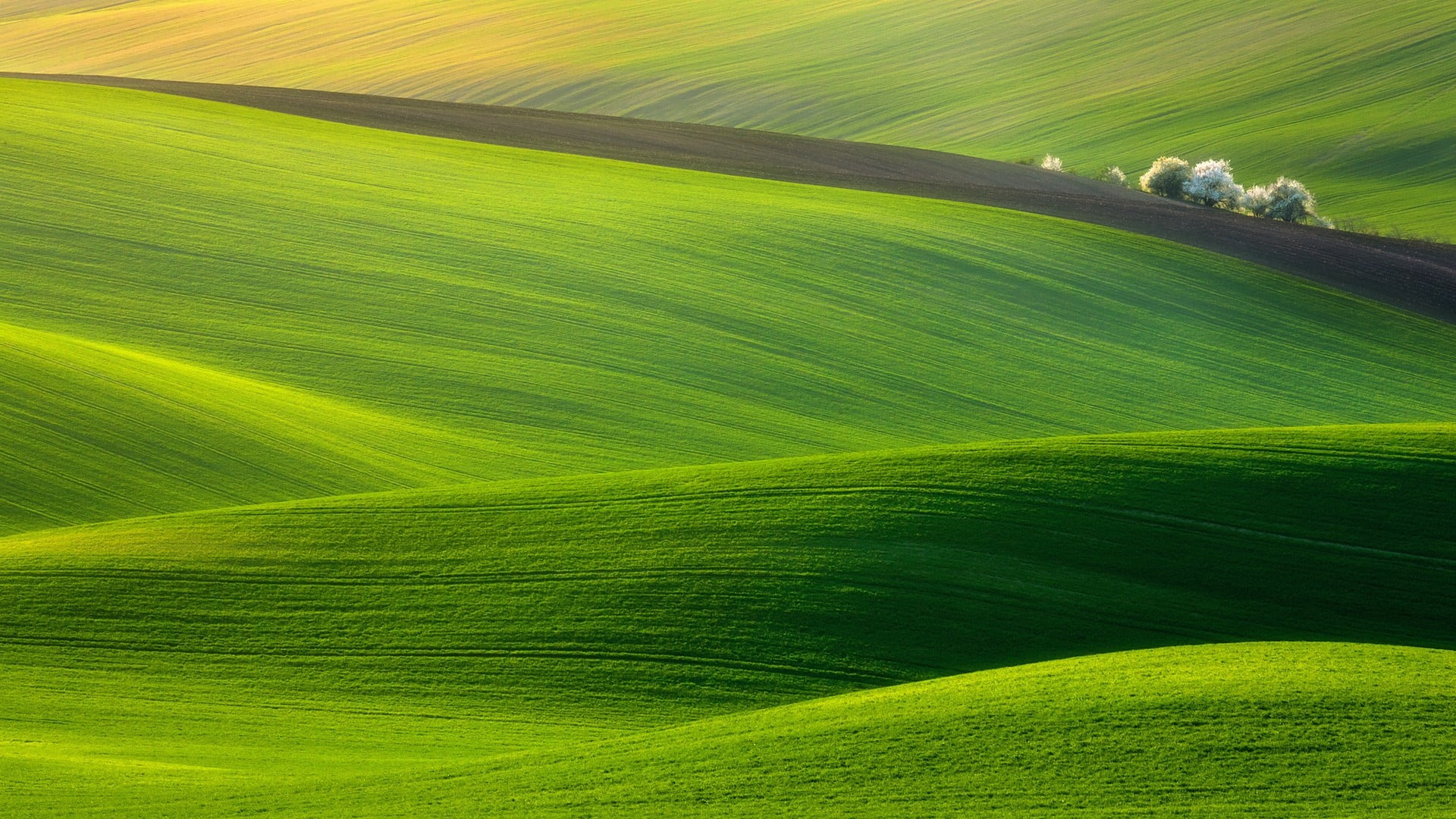 green grass fields hills trees nature landscape photography 2k