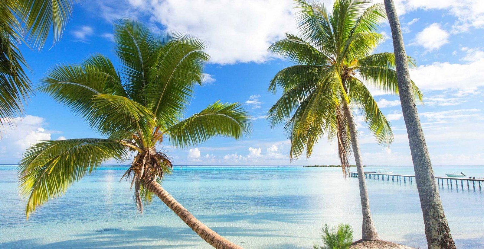 nature landscape French Polynesia summer beach dock palm trees 2k